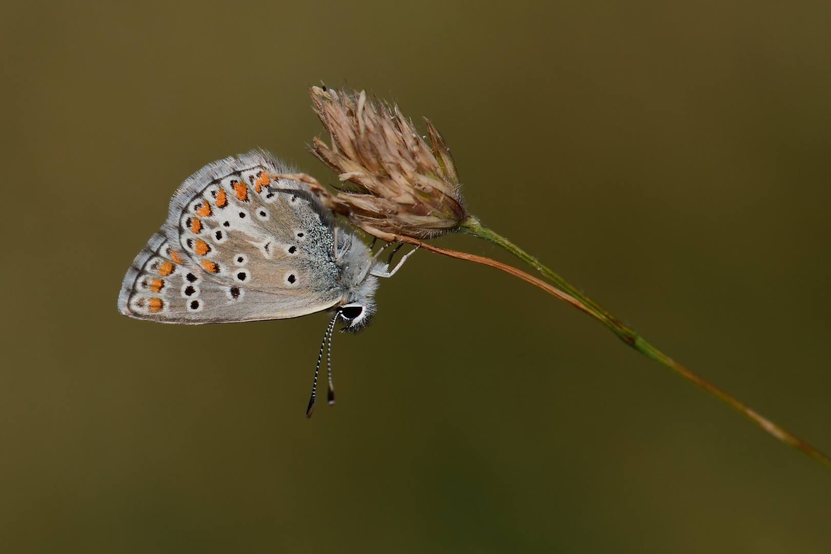 Aricia artaxerxes ,Großer Sonnenröschen-Bläuling