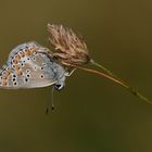 Aricia artaxerxes ,Großer Sonnenröschen-Bläuling