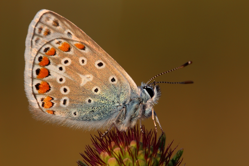 Aricia artaxerxes montensis