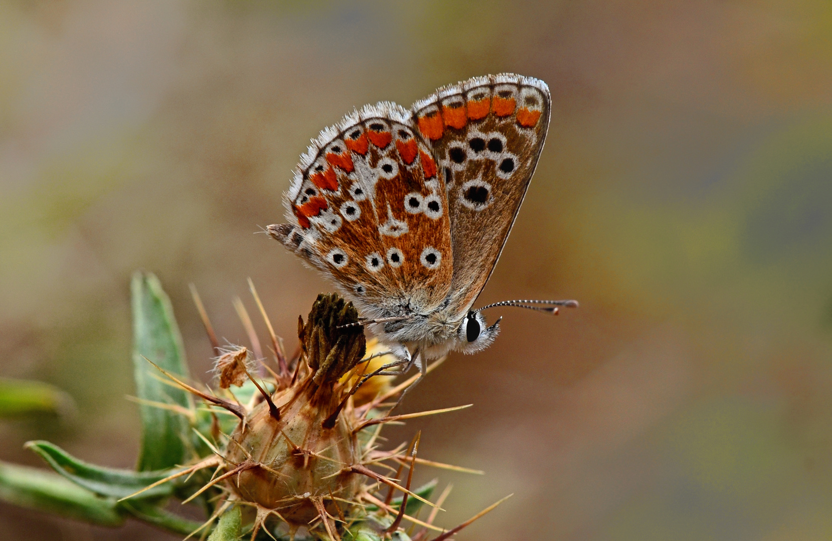 Aricia cramera