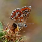 Aricia cramera