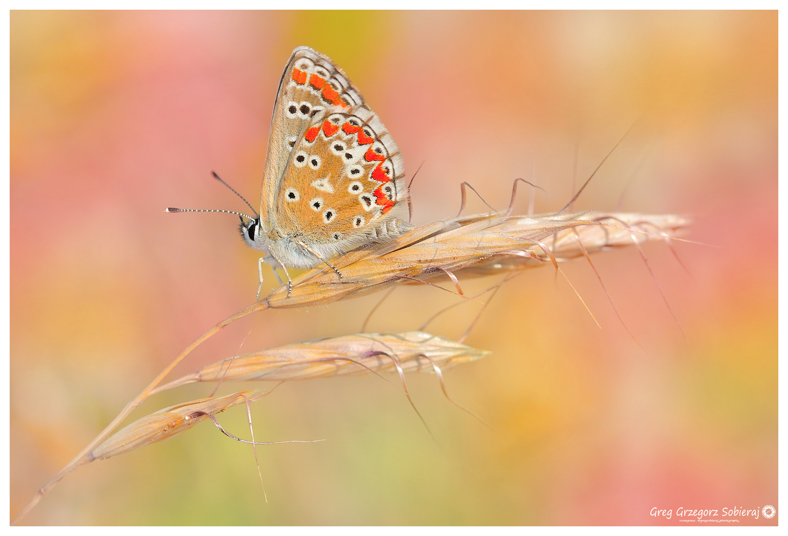 Aricia cramera