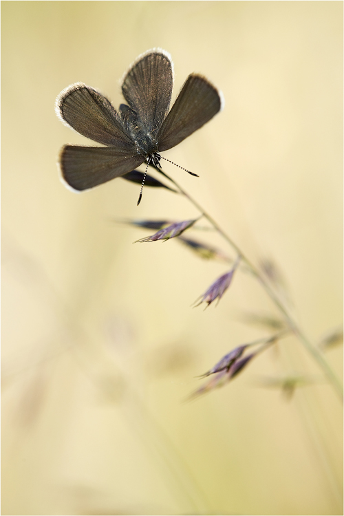 Aricia eumedon