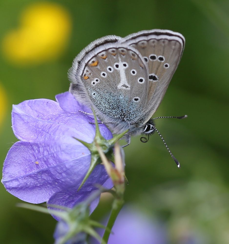 Aricia eumedon