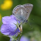 Aricia eumedon