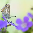 Aricia eumedon... der Storchenschnabelbläuling