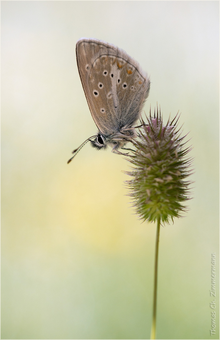 Aricia nicias