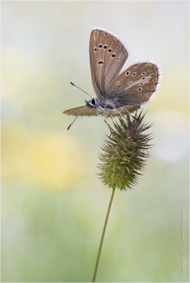 Aricia nicias, der silberne Argus