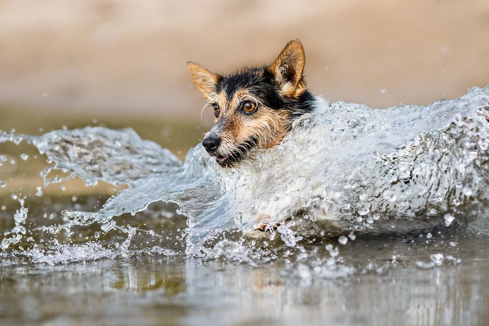 Arielle Foto &amp; Bild wasser, licht, hund Bilder auf