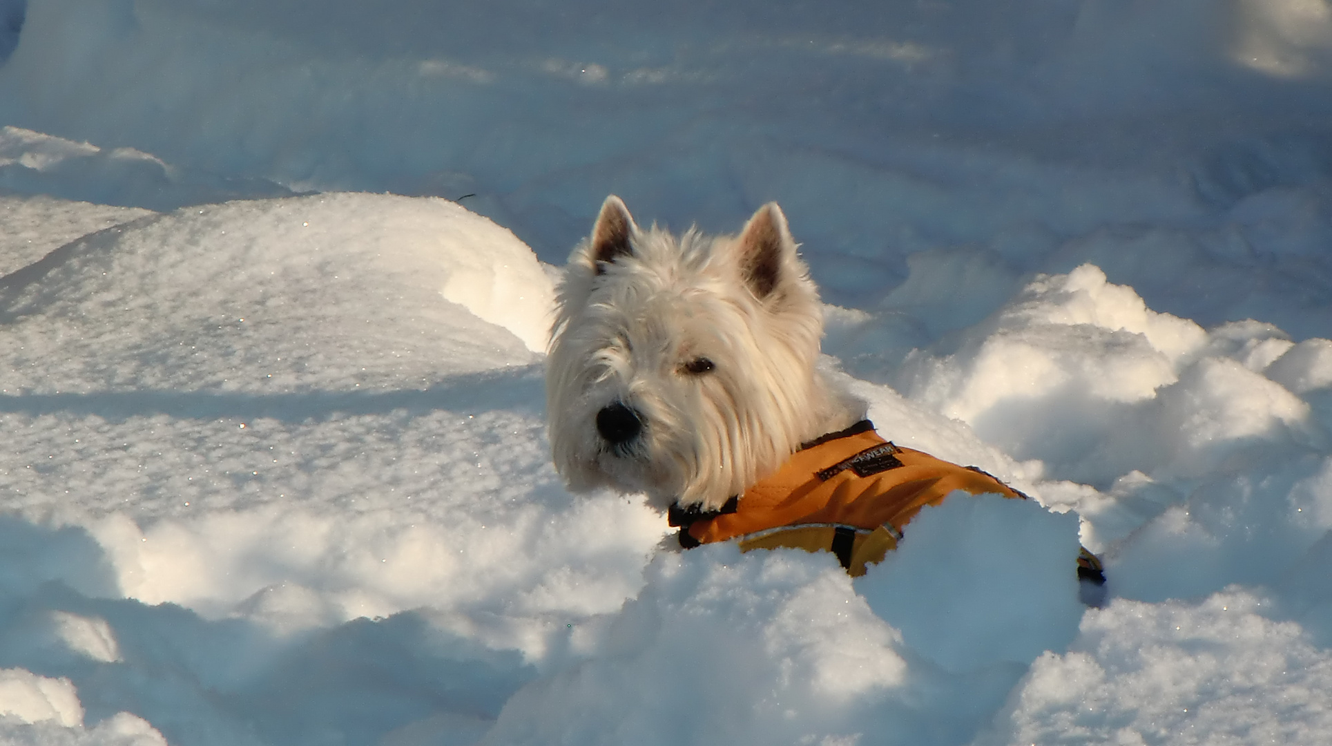 Arik im Schnee