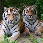 Arila & Makar im Duisburger Zoo