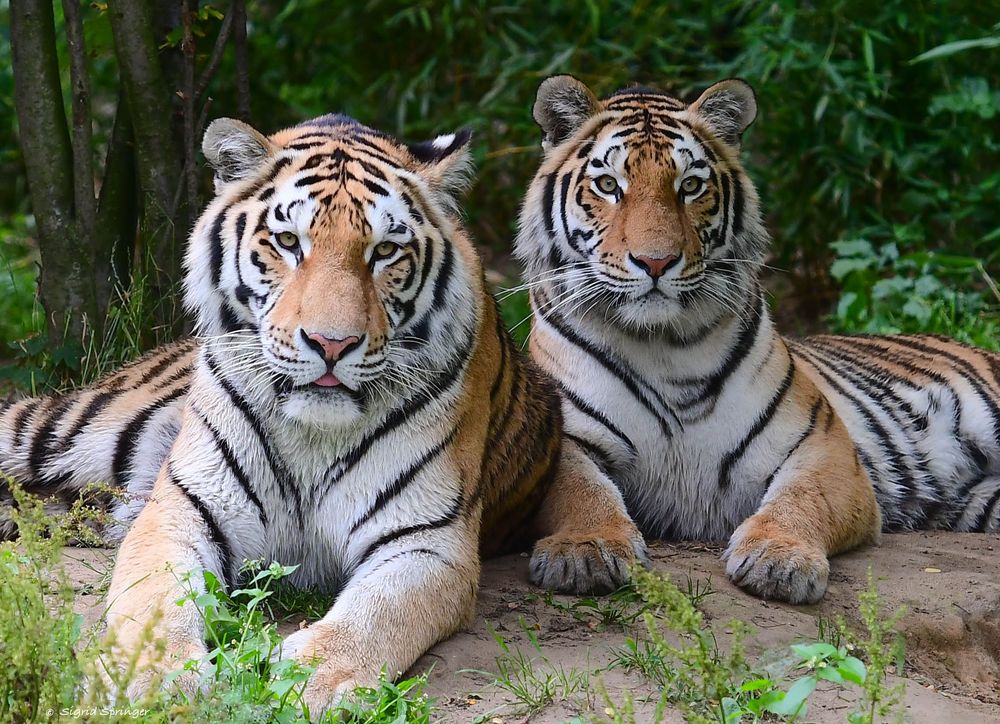 Arila & Makar im Duisburger Zoo