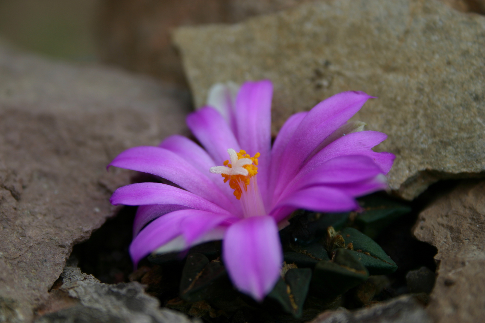 Ariocarpus fissuratus