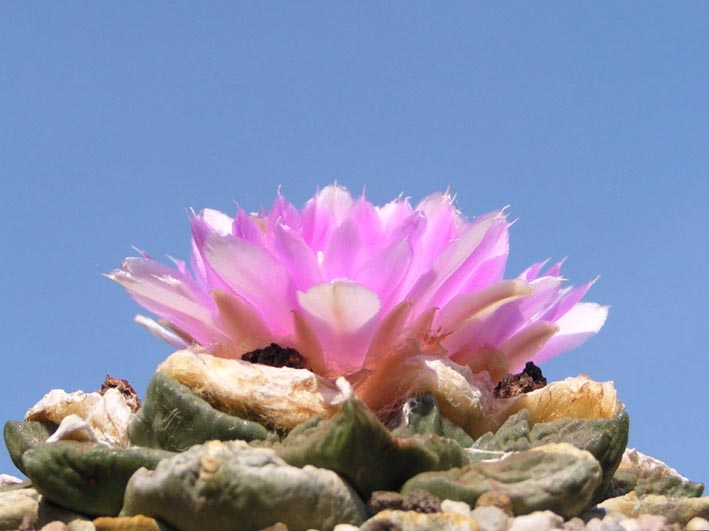 Ariocarpus fissuratus