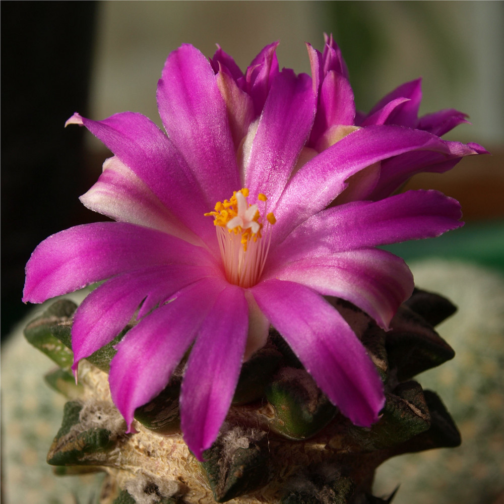 Ariocarpus kotschoubeyanus v. elephantidens,...