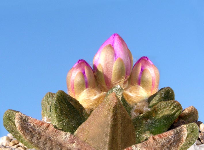 Ariocarpus scapharostrus