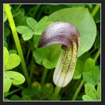 Arisarum vulgare