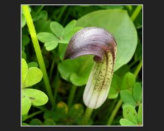 Arisarum vulgare