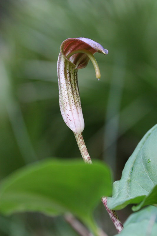 Arisarum vulgare