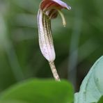 Arisarum vulgare