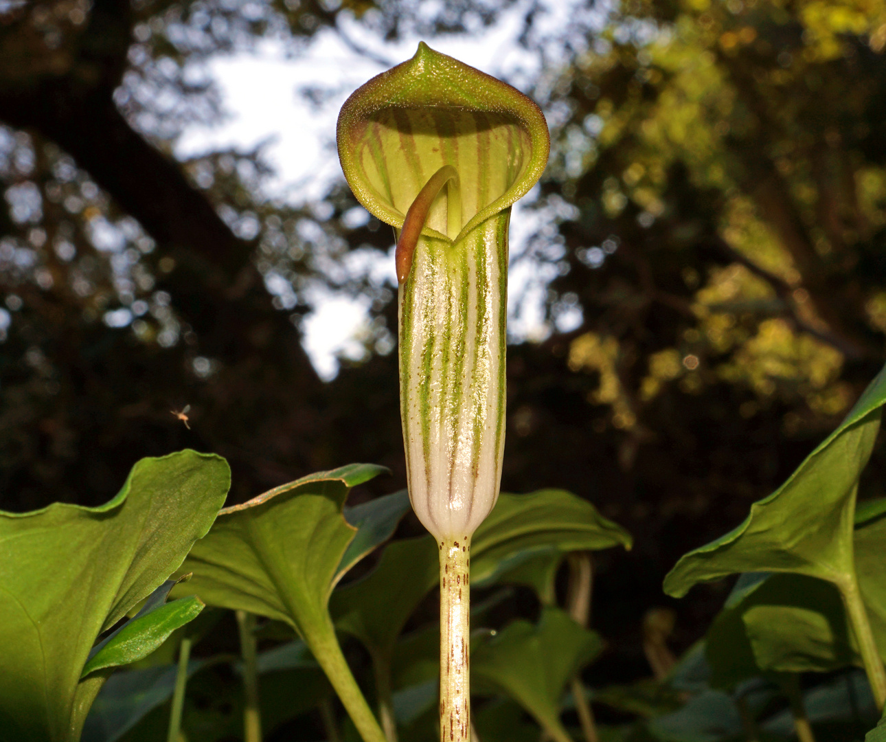 arisarum vulgare