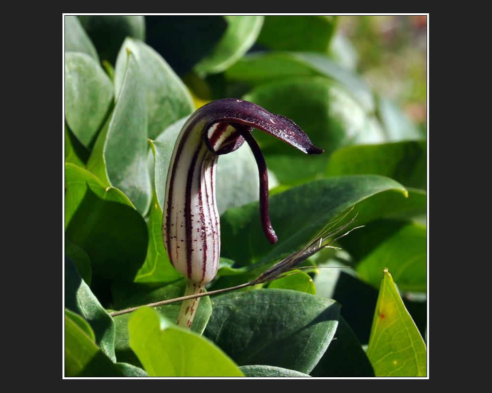 Arisarum vulgare in Perge