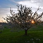 Arisdorf am Abend