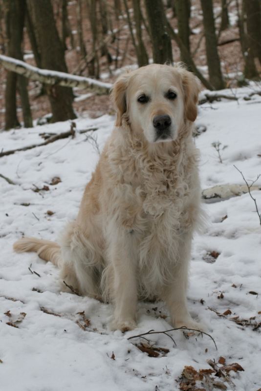 Arisha im Wald