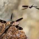 Aristocypha fenestrella im Revierkampf