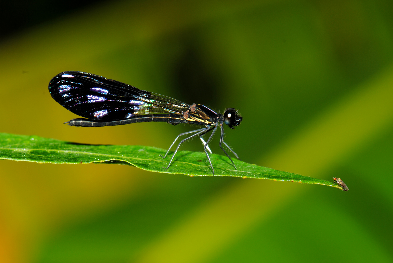 Aristocypha fenestrella, m