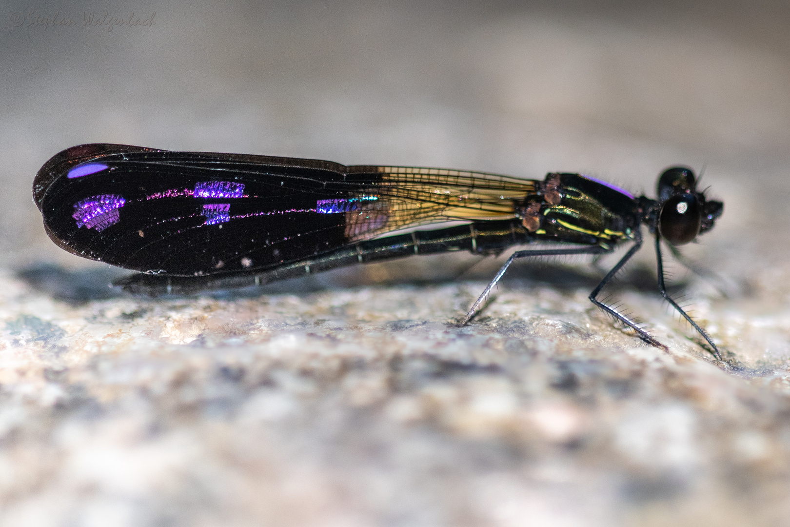 Aristocypha fenestrella m.