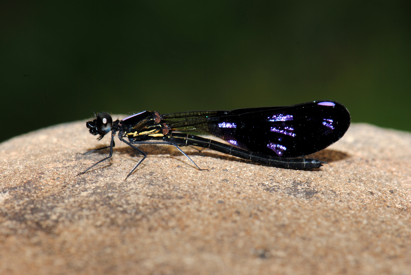 Aristocypha fenestrella, m