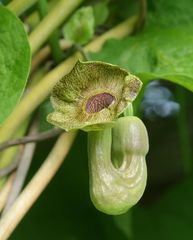 Aristolochia