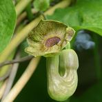 Aristolochia