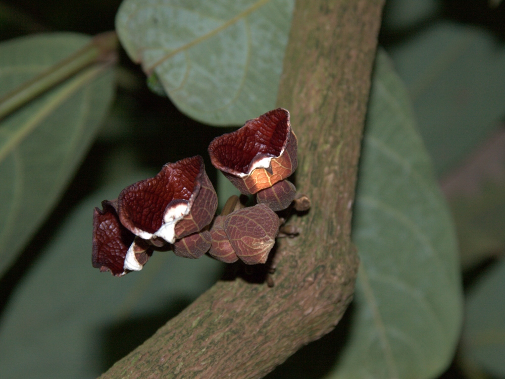 Aristolochia arborea Linden (Stamm)