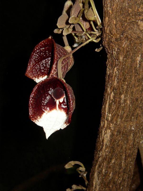 Aristolochia