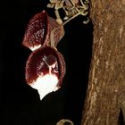 Aristolochia