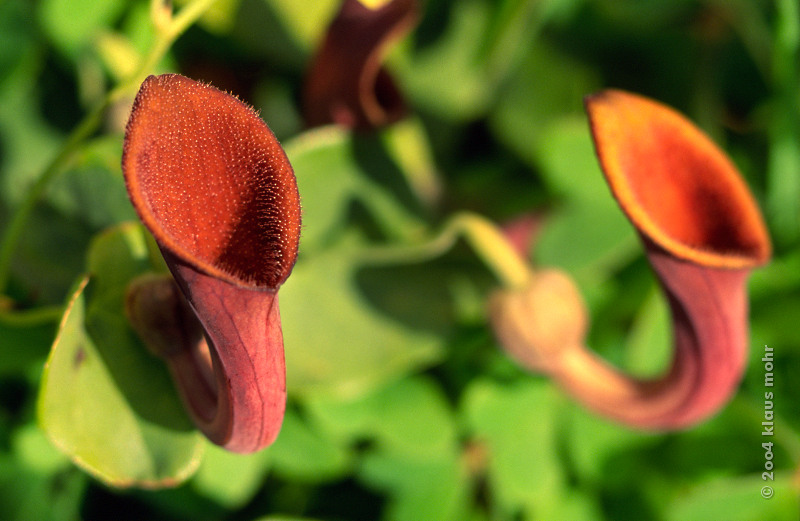 Aristolochia beatica