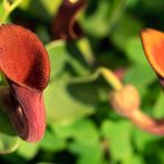 Aristolochia beatica