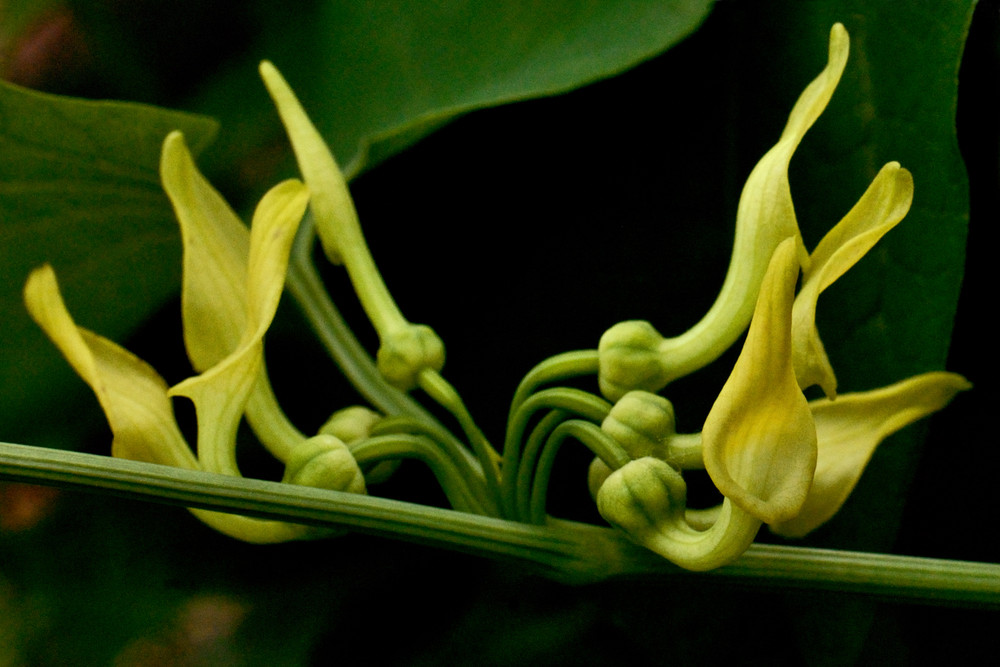 Aristolochia clematitis