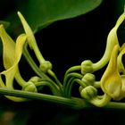 Aristolochia clematitis