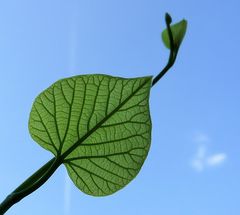 ~ aristolochia ~