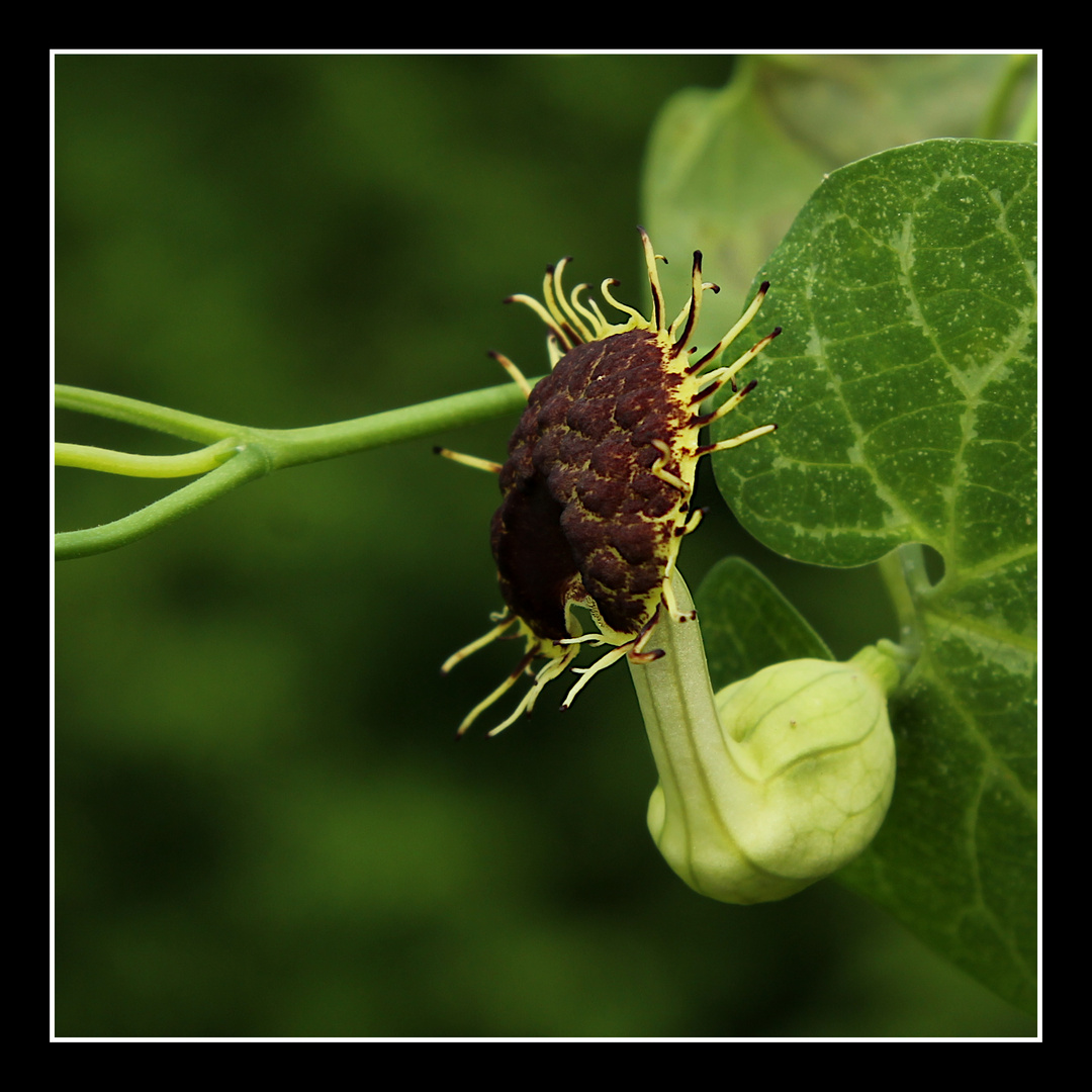 Aristolochia fimbriata