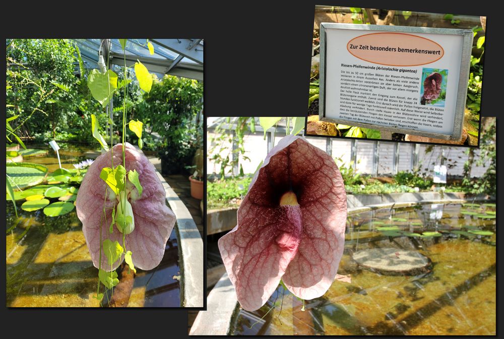 ...Aristolochia gigantea...