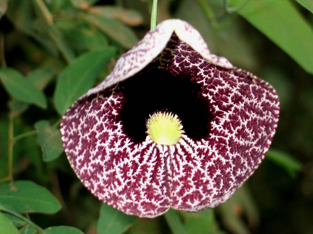 Aristolochia gigantea