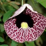 Aristolochia gigantea