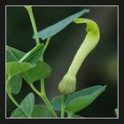 Aristolochia paucinervis