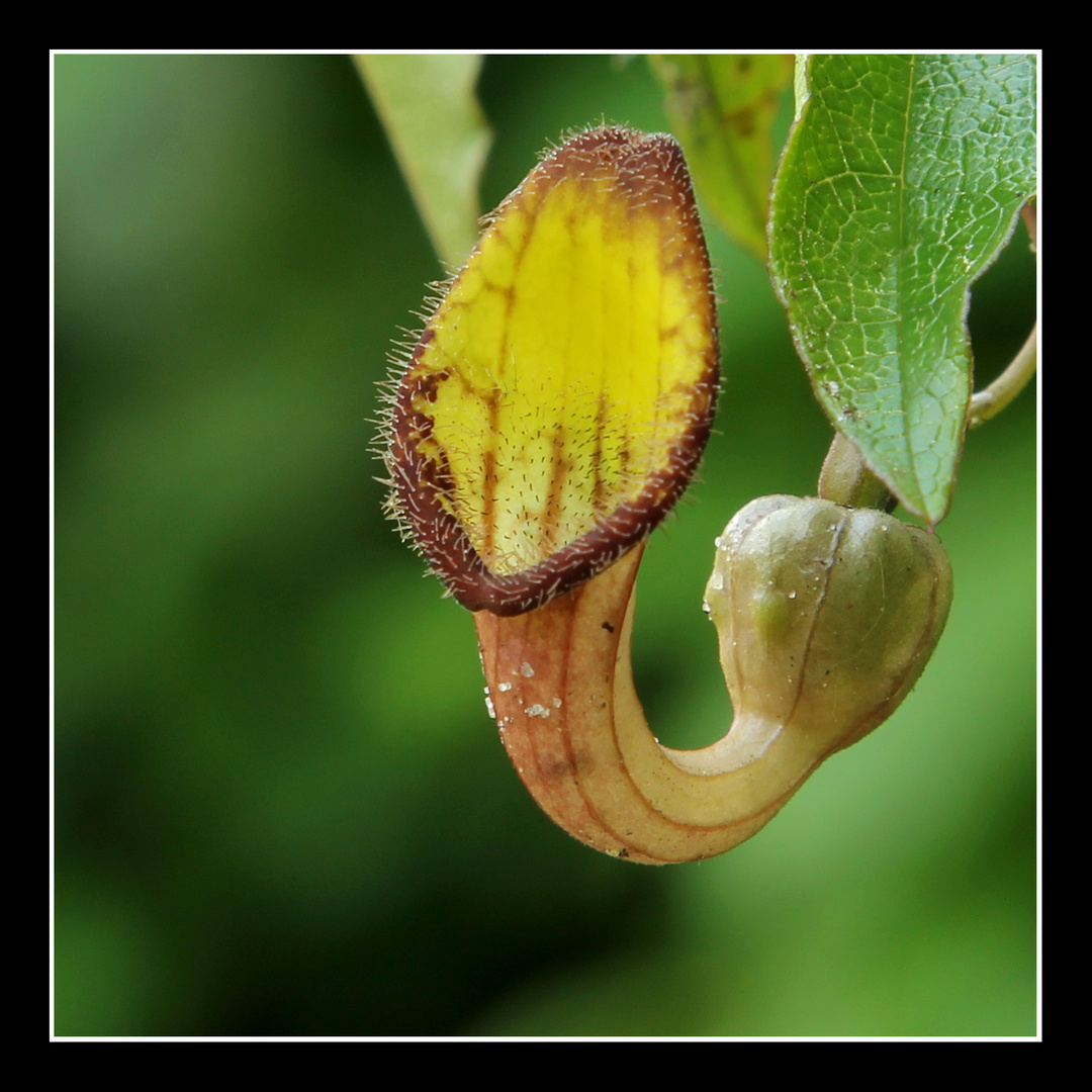 Aristolochia sempervirens