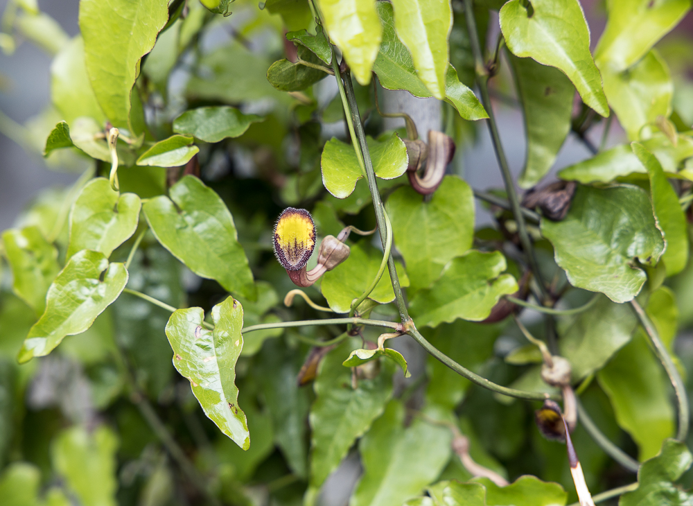 Aristolochia sempervirens