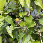 Aristolochia sempervirens